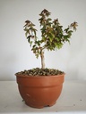 B 20. Acer buergerianum 150 euros con envio gratis peninsula.