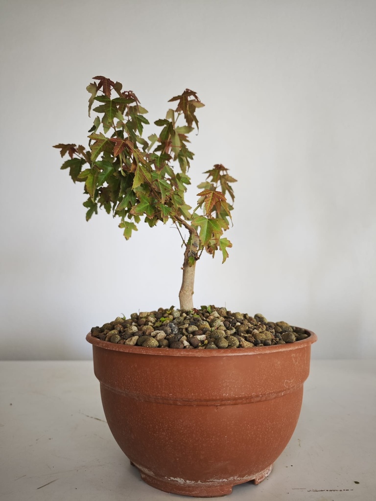 B 20. Acer buergerianum 150 euros con envio gratis peninsula.