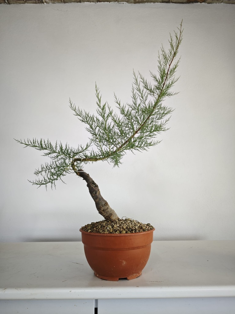 T 9. Tamarix 150 euros con envio gratis peninsula.