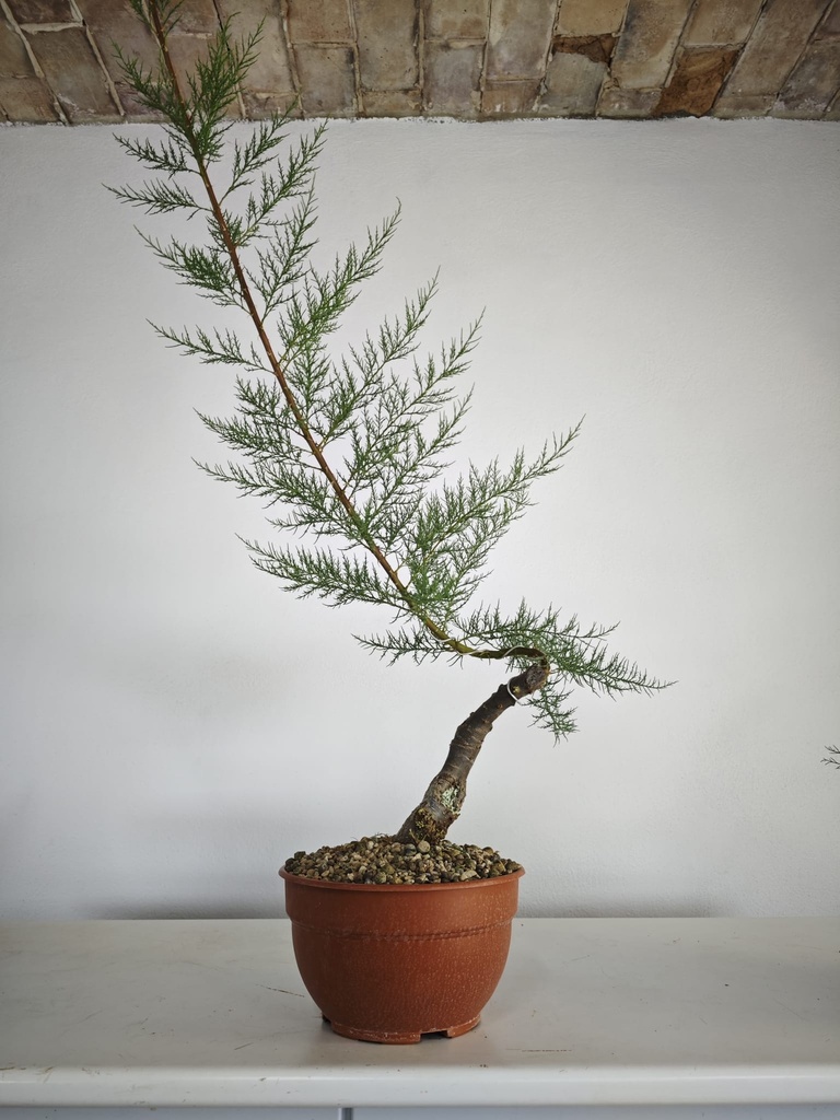 T 9. Tamarix 150 euros con envio gratis peninsula.