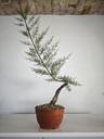 T 9. Tamarix 150 euros con envio gratis peninsula.