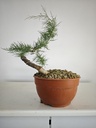 T 5. Tamarix, 95 euros con envio gratis peninsula.