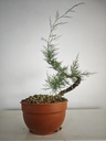 T 5. Tamarix, 95 euros con envio gratis peninsula.