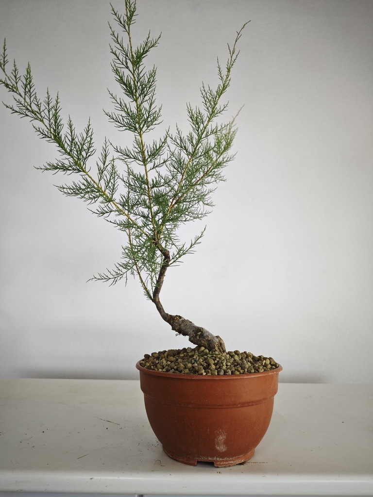 T 5. Tamarix, 95 euros con envio gratis peninsula.