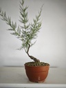 T 5. Tamarix, 95 euros con envio gratis peninsula.