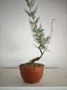 T 5. Tamarix, 95 euros con envio gratis peninsula.