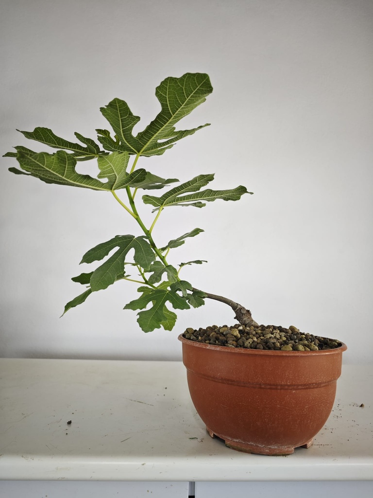 H 4. Ficus carica, 95 euros con envio gratis peninsula.