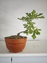 H 4. Ficus carica, 95 euros con envio gratis peninsula.