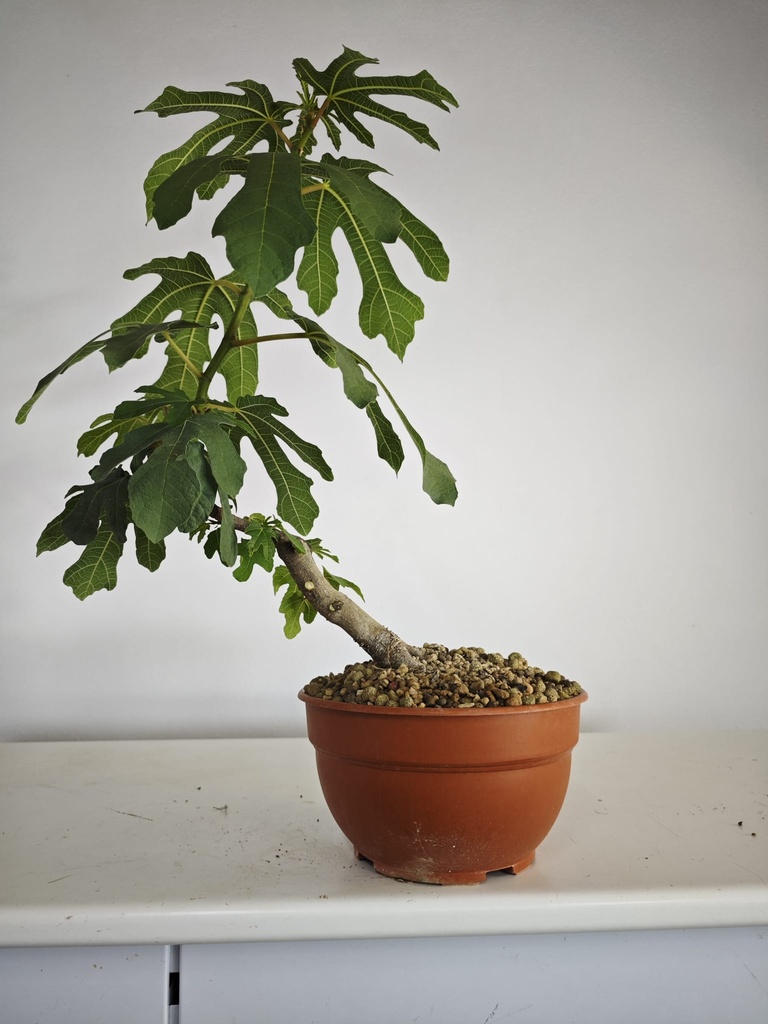 H 4. Ficus carica, 95 euros con envio gratis peninsula.