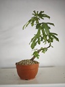 H 4. Ficus carica, 95 euros con envio gratis peninsula.