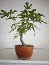 H 13 Ficus carica 150 euros con envio gratis peninsula.