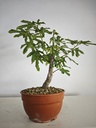H 13 Ficus carica 150 euros con envio gratis peninsula.