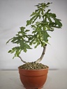 H 7.  Ficus carica 180 euros con envio gratis peninsula.