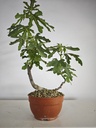 H 7.  Ficus carica 180 euros con envio gratis peninsula.