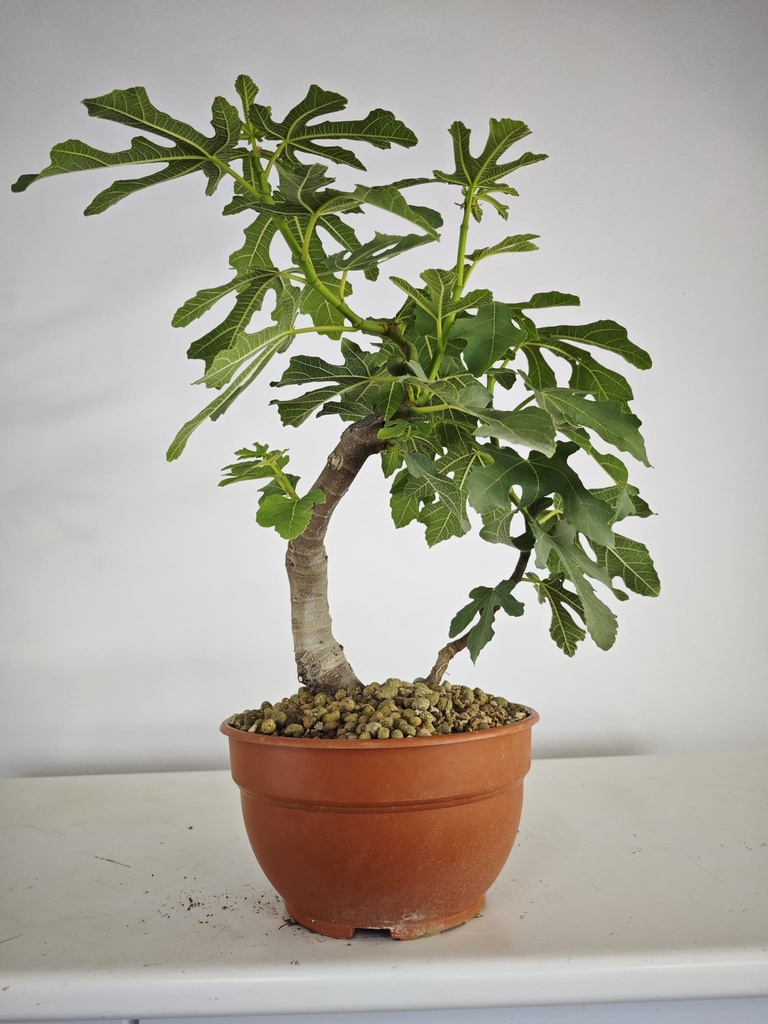 H 14 Ficus carica 180 euros con envio gratis peninsula.