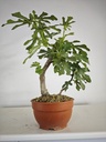 H 14 Ficus carica 180 euros con envio gratis peninsula.