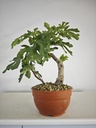 H 14 Ficus carica 180 euros con envio gratis peninsula.
