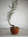T 6. Tamarix 150 euros con envio gratis peninsula.