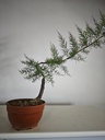 T 5. Tamarix, 95 euros con envio gratis peninsula.