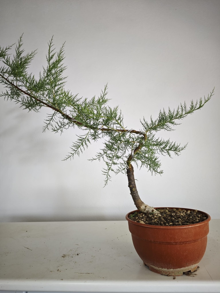 T 5. Tamarix, 95 euros con envio gratis peninsula.