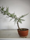T 5. Tamarix, 95 euros con envio gratis peninsula.