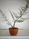 T 11. Tamarix 150 euros con envio gratis peninsula.
