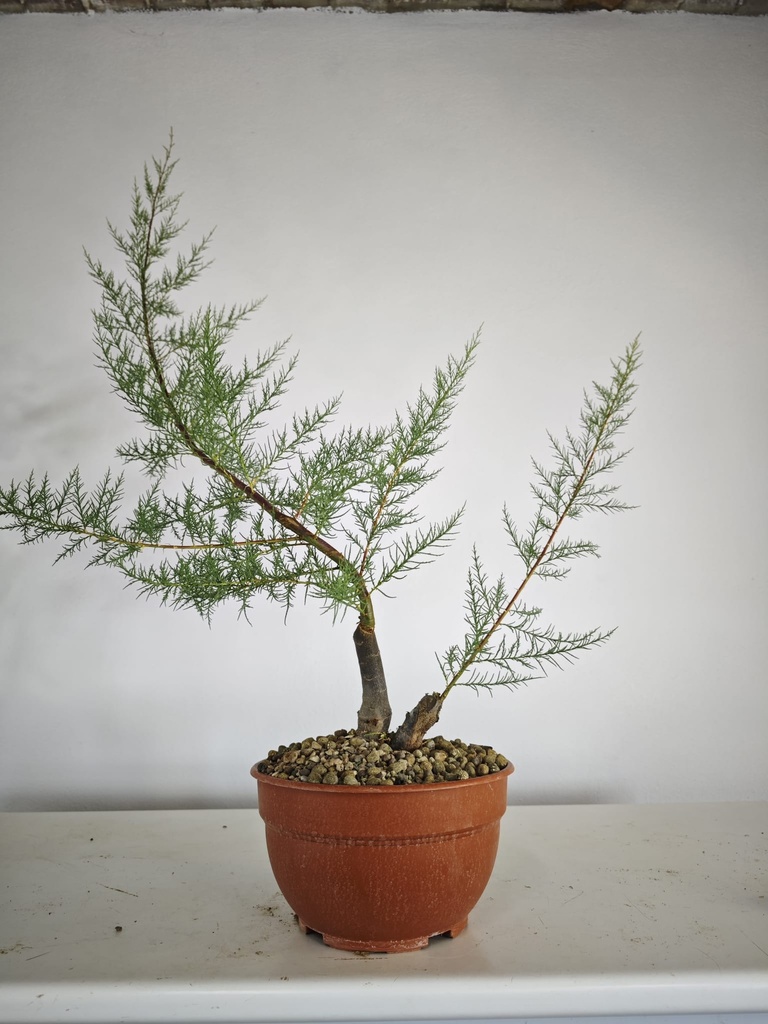 T 11. Tamarix 150 euros con envio gratis peninsula.
