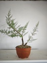 T 11. Tamarix 150 euros con envio gratis peninsula.
