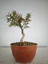 G28. Granado nejikan/ 200€