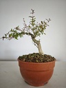 G27. Granado nejikan/ 200€