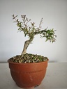G27. Granado nejikan/ 200€