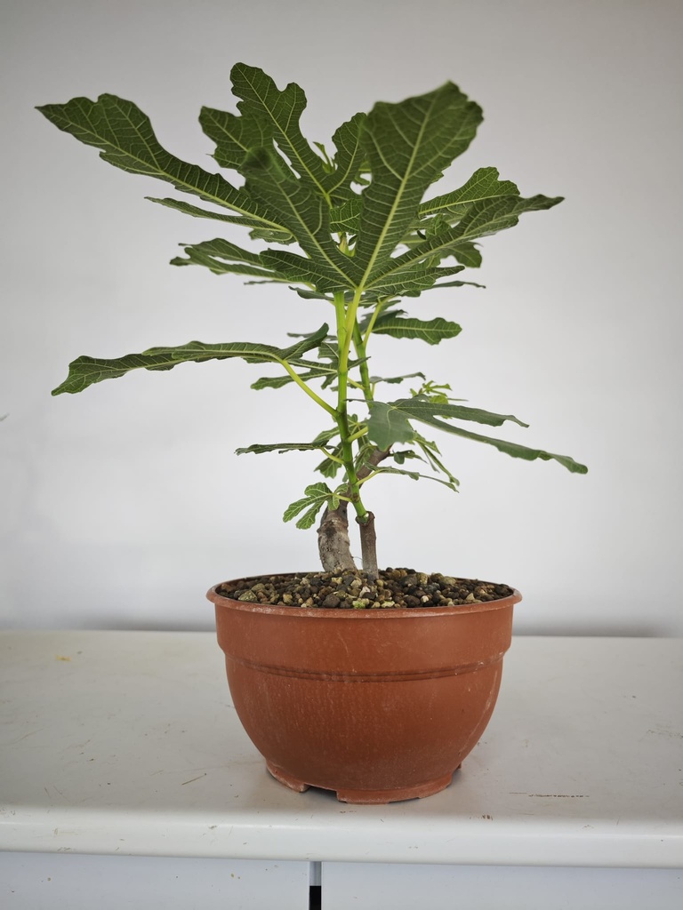 H 20. Ficus carica 150 euros con envio gratis peninsula.