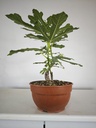H 20. Ficus carica 150 euros con envio gratis peninsula.