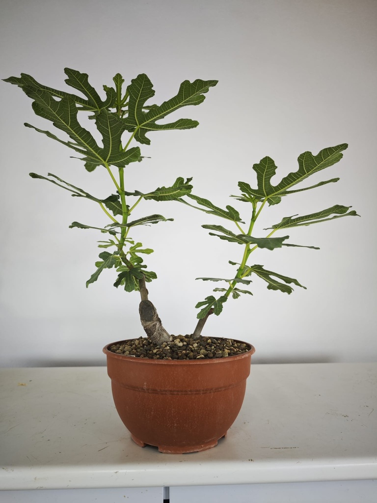 H 20. Ficus carica 150 euros con envio gratis peninsula.