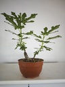 H 20. Ficus carica 150 euros con envio gratis peninsula.