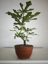 H 20. Ficus carica 150 euros con envio gratis peninsula.
