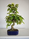 *Ch 1. Pseudocydonia 250 euros con envio gratis peninsula.