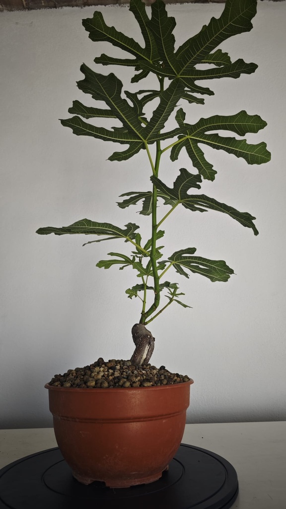 H 40. Ficus carica 150 euros con envio gratis peninsula.