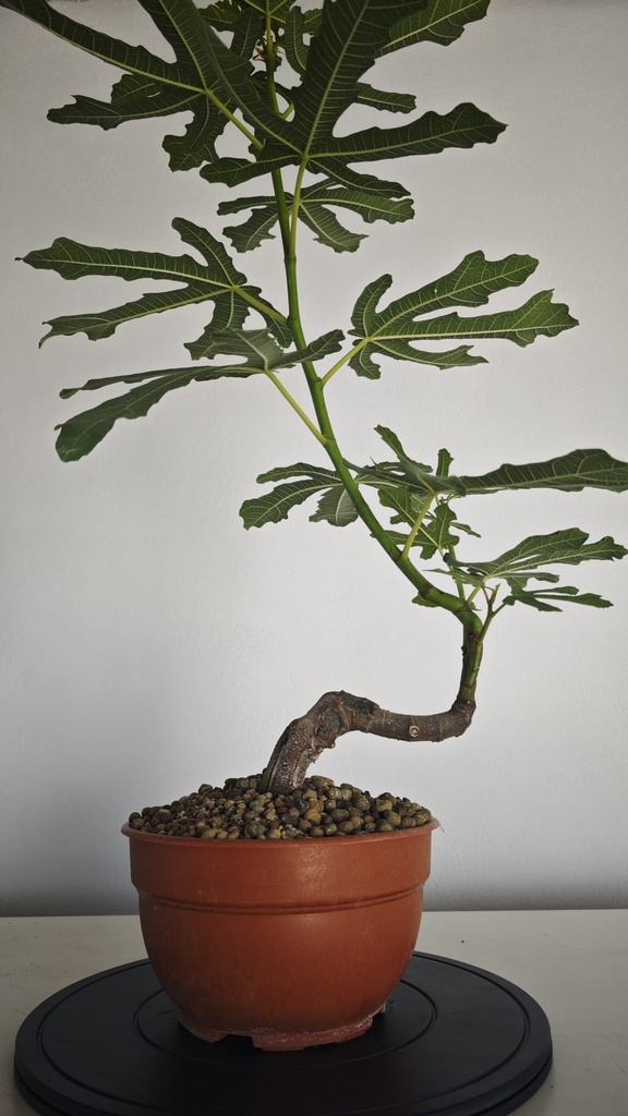 H 40. Ficus carica 150 euros con envio gratis peninsula.