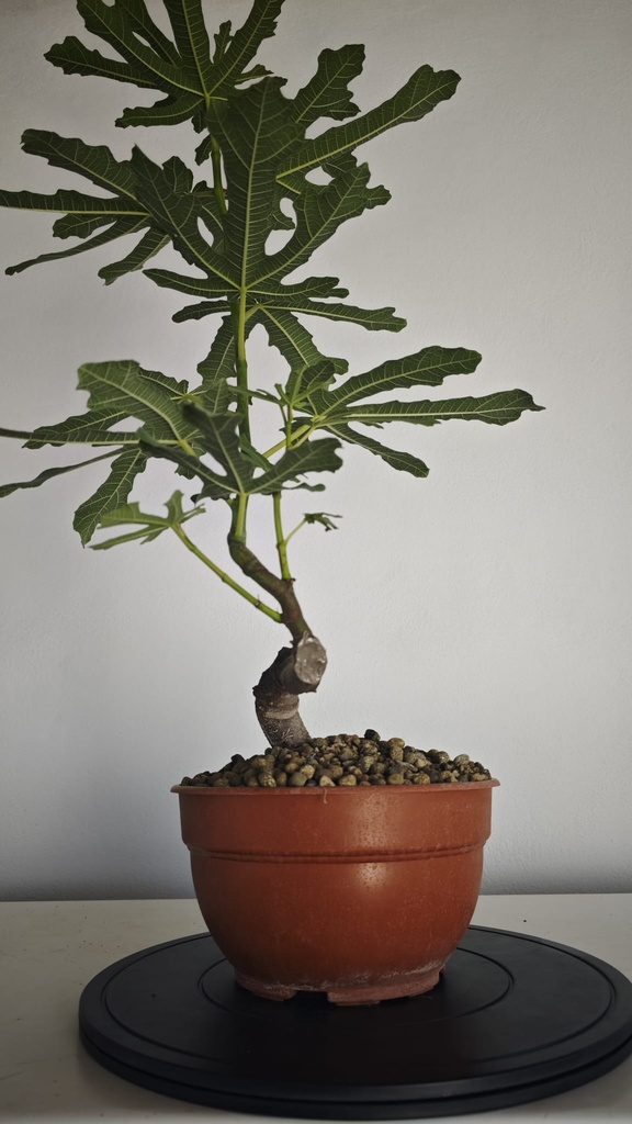 H 40. Ficus carica 150 euros con envio gratis peninsula.