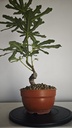 H 40. Ficus carica 150 euros con envio gratis peninsula.