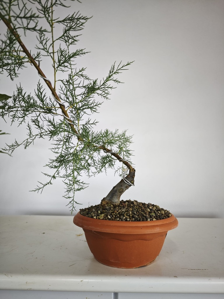 T 3. Tamarix/ 120€