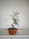 T 3. Tamarix/ 120€