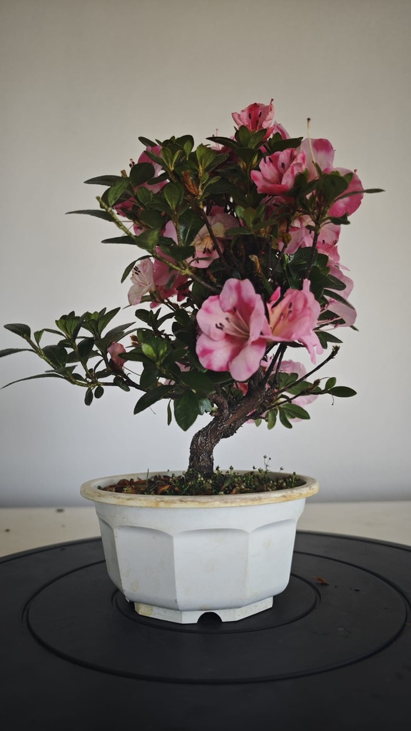 * A 7. Rhododendron 90 euros con envio gratis peninsula.