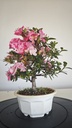 * A 7. Rhododendron 90 euros con envio gratis peninsula.