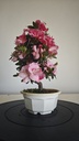 * A 7. Rhododendron 90 euros con envio gratis peninsula.