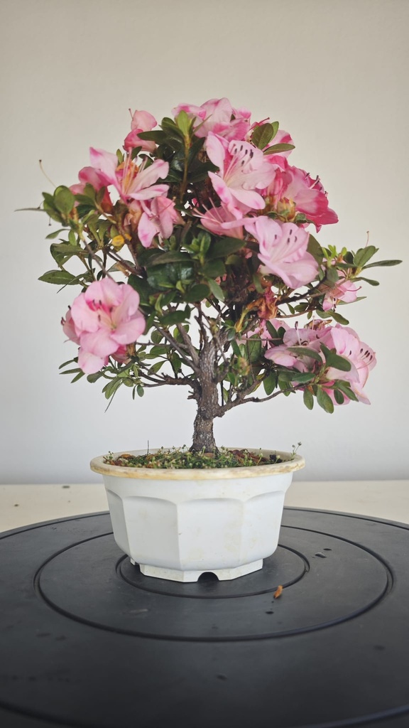 * A 7. Rhododendron 90 euros con envio gratis peninsula.