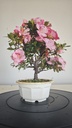 * A 7. Rhododendron 90 euros con envio gratis peninsula.