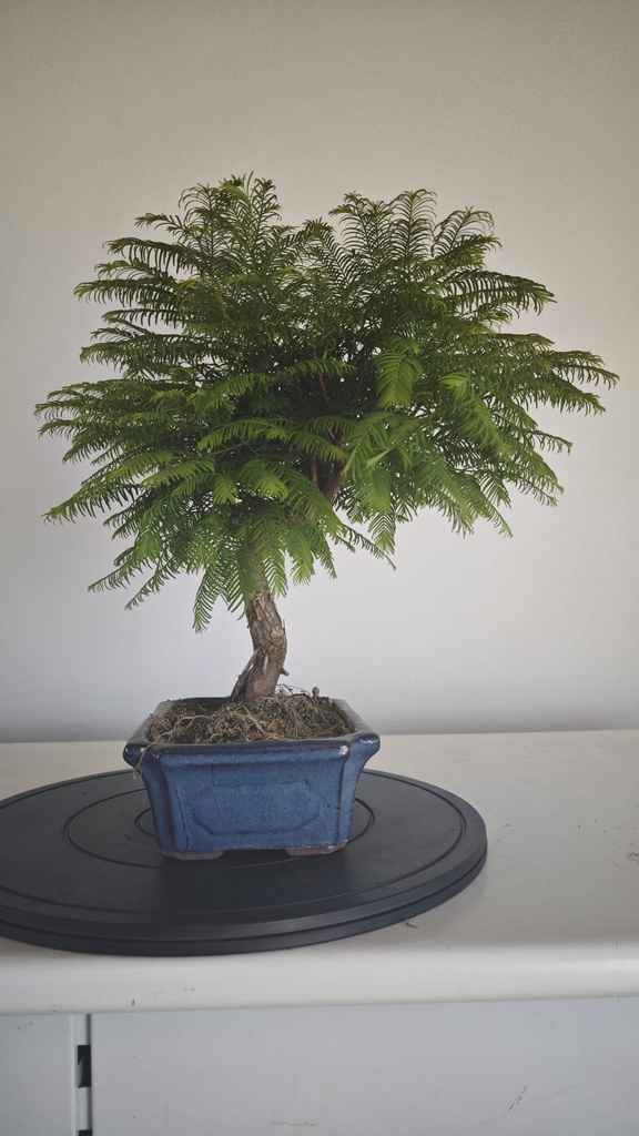 *M 1. Metasequoia 95 euros con envio gratis peninsula-