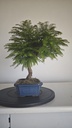 *M 1. Metasequoia 95 euros con envio gratis peninsula-